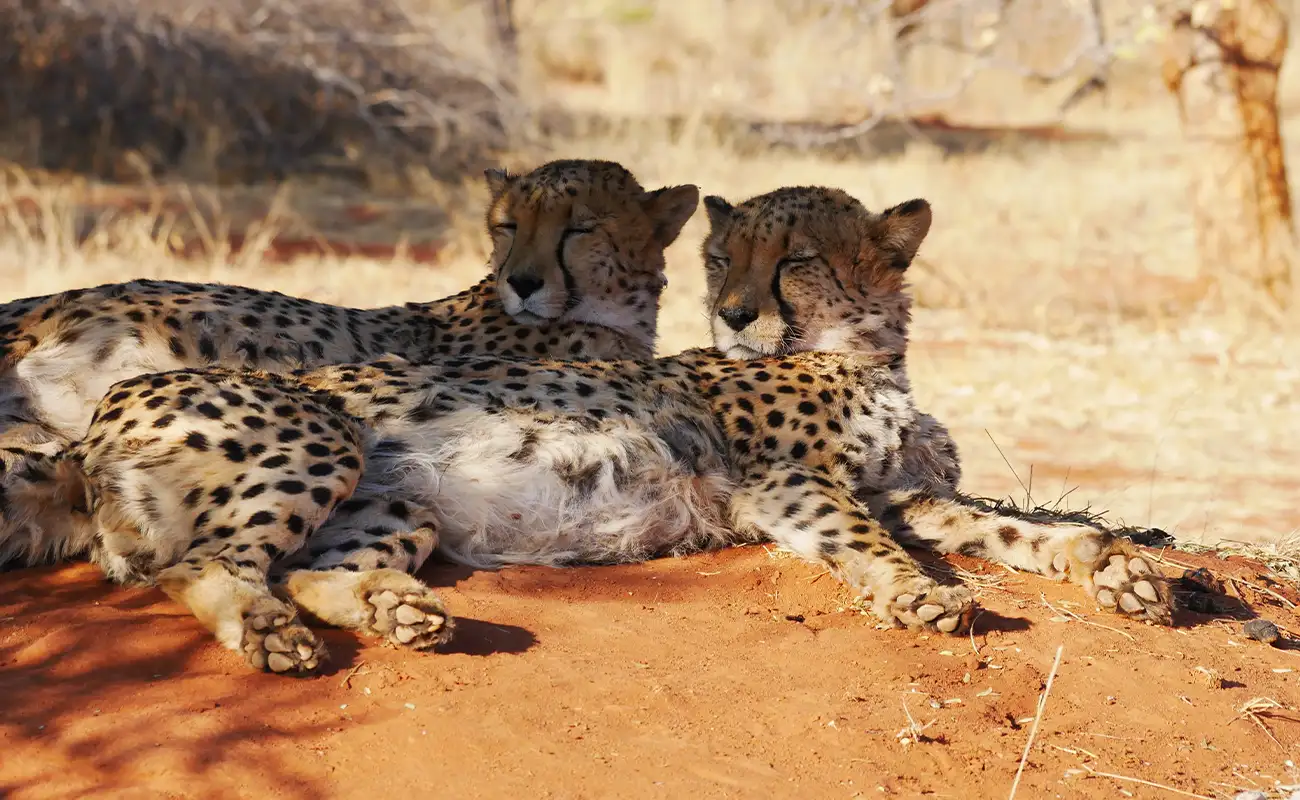 Geparden in freier Wildbahn in Namibia