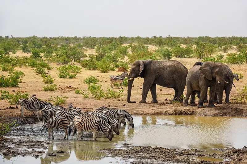 Wasserloch für Elefanten und Zebras in Namibia