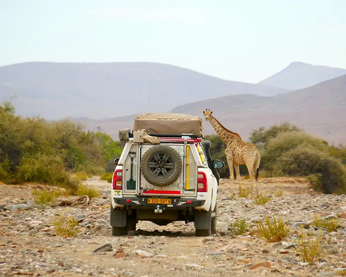 Geführte 4×4-Safari auf einer Schotterstraße im Damaraland mit Giraffen, Namibia Geführte 4x4-Safari auf einer Schotterstraße im Damaraland mit Giraffen, Namibia