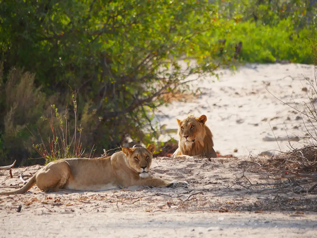Geführte Safari-Tour durch das Kaokoland Geführte Safari-Tour durch das Kaokoland