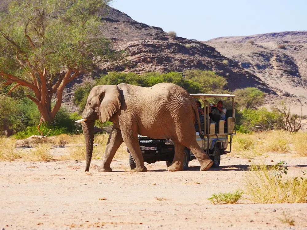Elefant läuft dicht neben einem Safari-Geländewagen her, Namibia Elefant läuft dicht neben einem Safari-Geländewagen her, Namibia