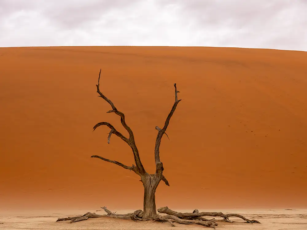 Rote Dünen und Bäume in Deadvlei, Namibia Rote Dünen und Bäume in Deadvlei, Namibia