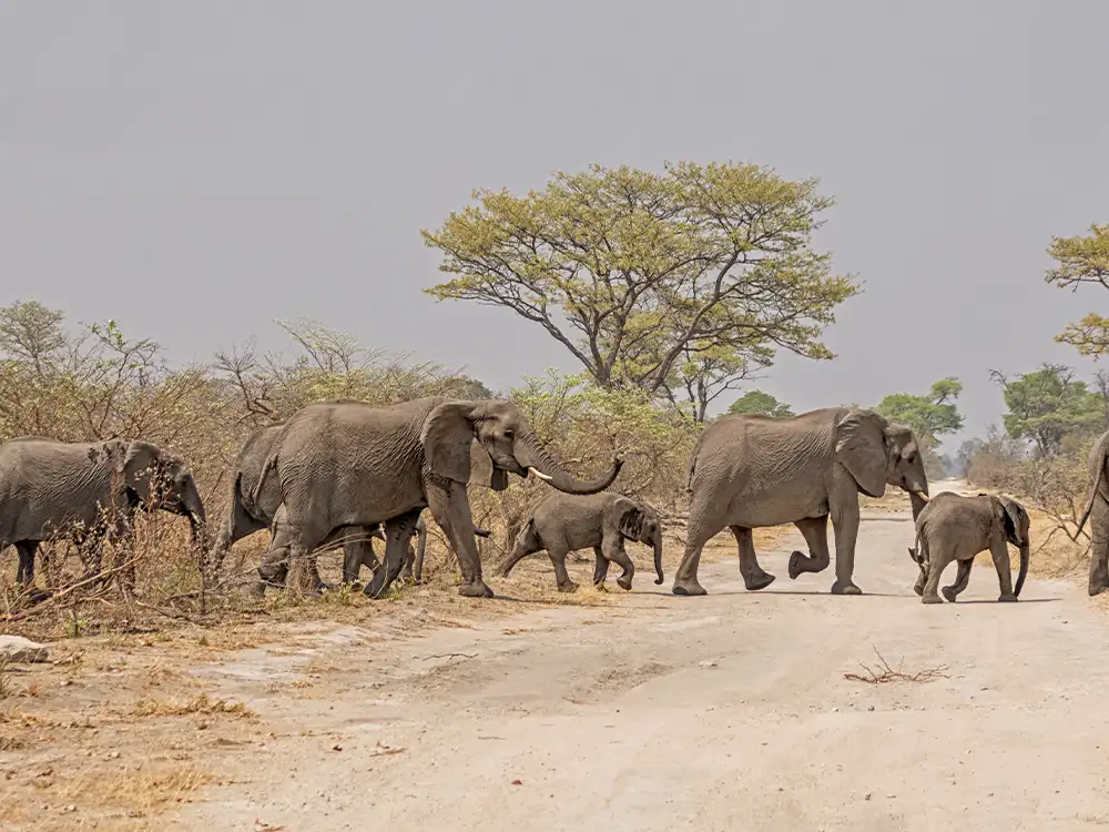 Eine Herde Elefanten überquert die Straße, Etosha-Nationalpark, Namibia Eine Herde Elefanten überquert die Straße, Etosha-Nationalpark, Namibia