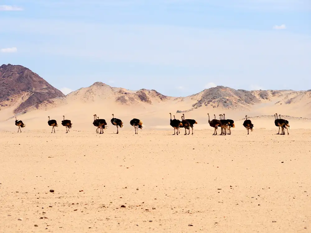 Gruppen von Straußen in den trockenen Landschaften Namibias Gruppen von Straußen in den trockenen Landschaften Namibias