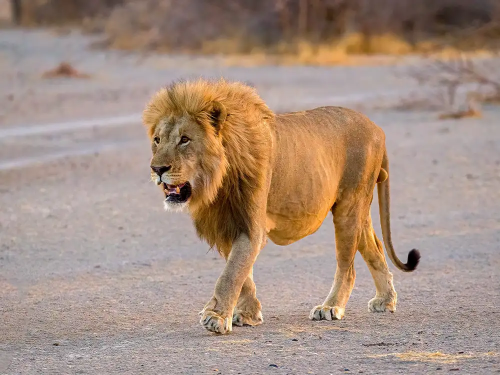 Löwe, Namibia Löwe, Namibia