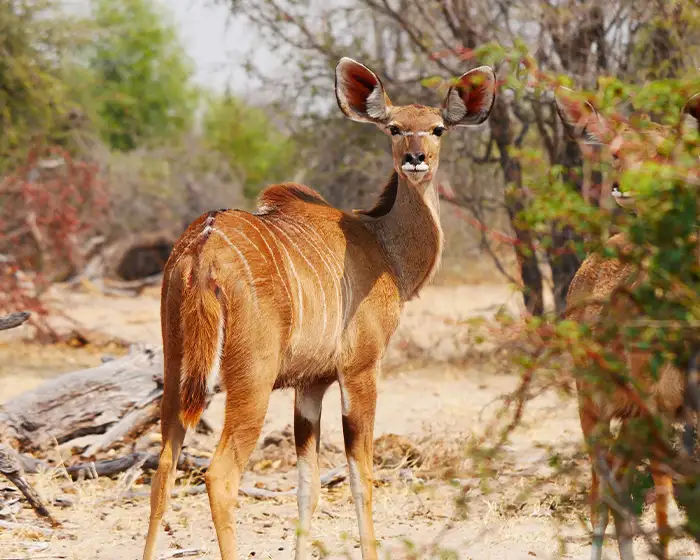 Kudu in Namibia Kudu in Namibia
